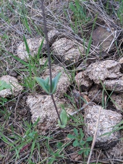Cerastium perfoliatum