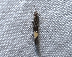 Cosmopterix lespedezae