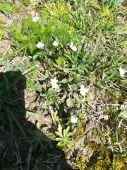 Viola arvensis