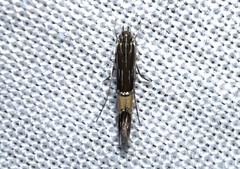Cosmopterix lespedezae