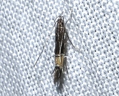 Cosmopterix lespedezae