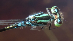 Pseudagrion coeleste coeleste