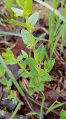 Scutellaria parvula australis