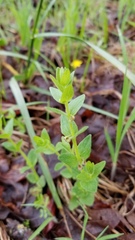 Scutellaria parvula australis