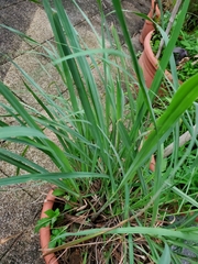 Cymbopogon nardus