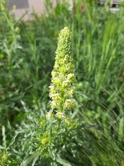 Reseda lutea
