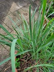 Cymbopogon nardus