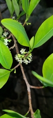 Erythroxylum areolatum