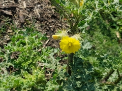 Solanum fructu-tecto