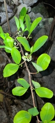 Erythroxylum areolatum