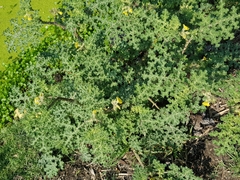 Solanum fructu-tecto