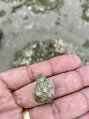 Stramonita canaliculata