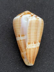 Conus vittatus