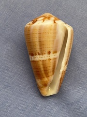Conus vittatus
