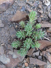 Sedum pallidum