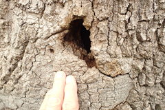 Phoeniculus purpureus