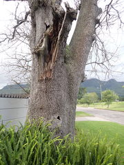 Phoeniculus purpureus