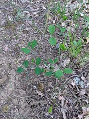 Lathyrus rotundifolius