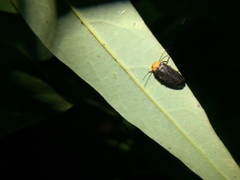 Abscondita cerata