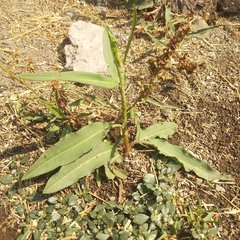 Rumex mexicanus