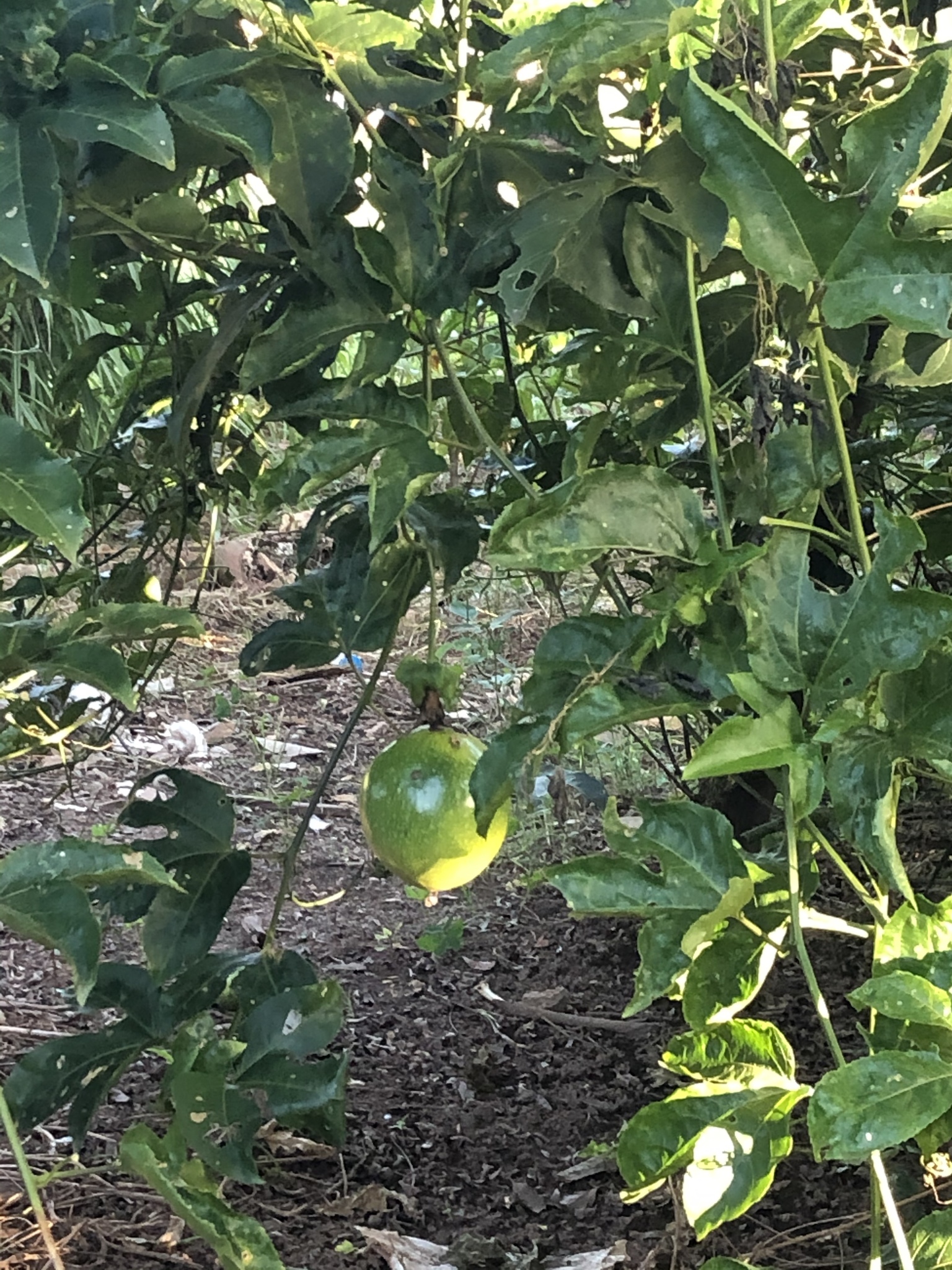 Passiflora edulis