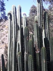 Trichocereus bridgesii