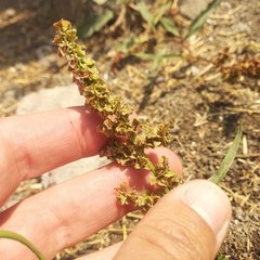 Rumex mexicanus