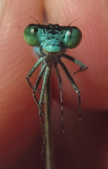 Pseudagrion coeleste coeleste