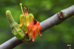 Dendrophthoe pentandra