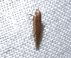 Batrachedra busiris