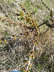 Hippophae rhamnoides