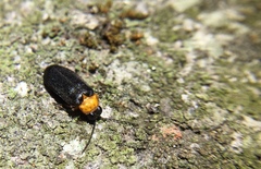 Abscondita cerata