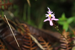 Epidendrum arachnoglossum