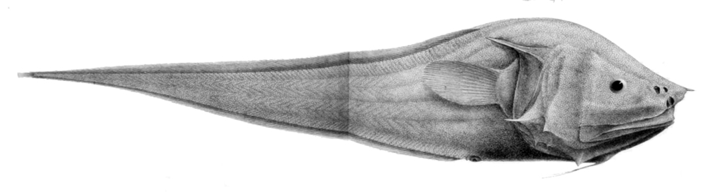 Bony-Eared Assfish
