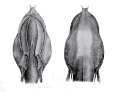 Bony-Eared Assfish photo 2