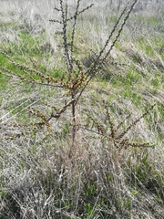 Hippophae rhamnoides