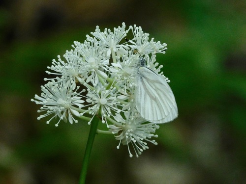 West Virginia White