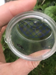 Macrophya albicincta