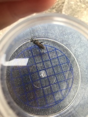 Macrophya albicincta