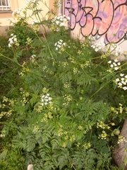 Anthriscus sylvestris