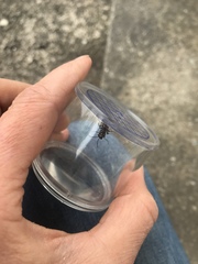 Macrophya albicincta