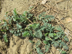 Sibbaldianthe orientalis