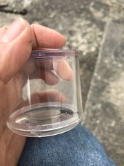 Macrophya albicincta