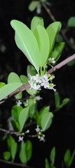 Erythroxylum areolatum