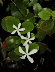 Carissa macrocarpa