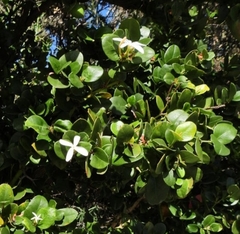 Carissa macrocarpa