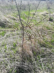 Hippophae rhamnoides