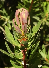 Protea lanceolata