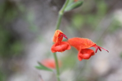 Salvia oppositiflora