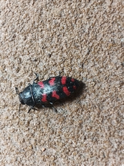 Acmaeodera quadrizonata